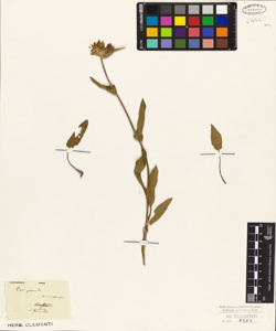 Campanula cervicaria