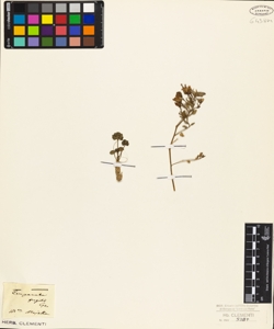 Campanula fragilis Cyr.