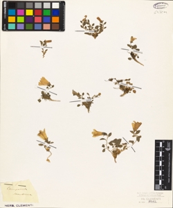 Campanula morettiana