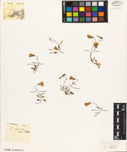 Campanula rotundifolia