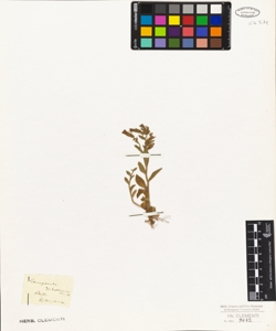 Campanula dichotoma Desf.