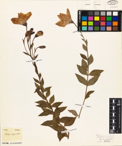 Campanula grandiflora