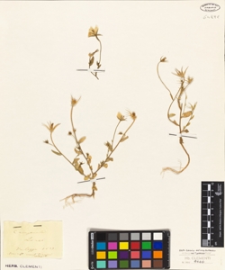 Campanula loreyi