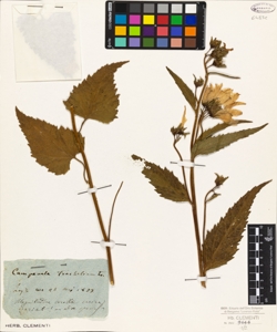 Campanula trachelium L.