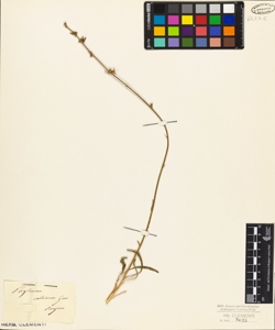 Phyteuma collinum Guss.