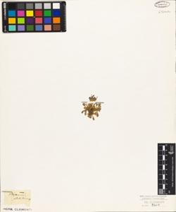 Phyteuma globulariifolium