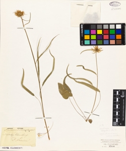 Phyteuma scheuchzeri