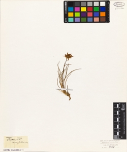 Phyteuma hemisphaericum