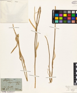 Phyteuma scorzonerifolium Vill.