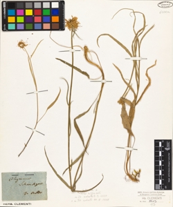 Phyteuma scheuchzeri