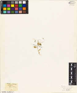 Lobelia laurentii W.