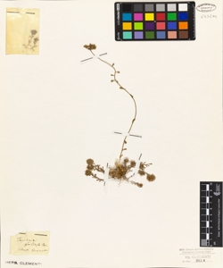 Jasione foliosa Cav.