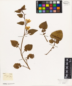 Goodenia grandiflora