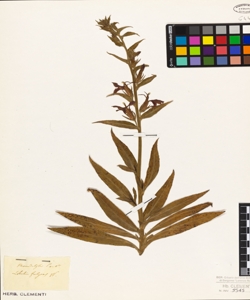 Lobelia fulgens W.