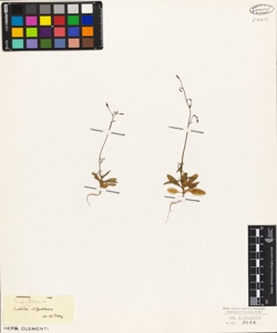 Lobelia cliffortiana
