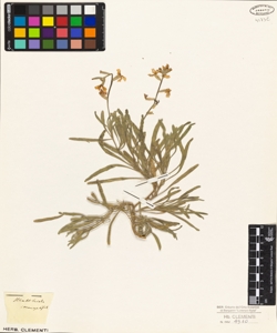 Matthiola coronopifolia