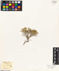 Ptilotrichum spinosum Boiss.