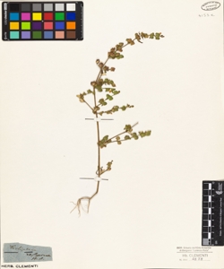 Dicliptera resupinata