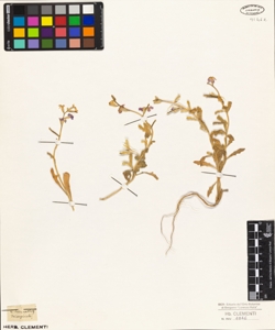 Cheiranthus tricuspidatus