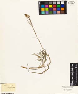 Cheiranthus longifolius