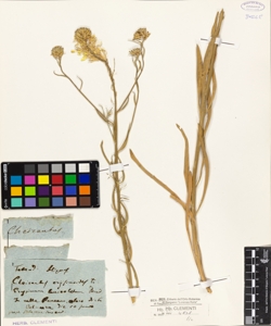 Cheiranthus erysimoides L.