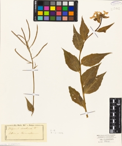 Hesperis inodora L.