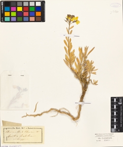 Cheiranthus cheiri L.