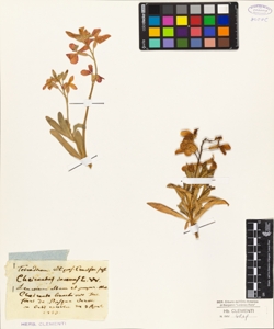 Cheiranthus incanus L.