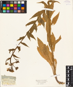 Hesperis matronalis L.