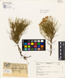 Genista radiata (L.) Scop.