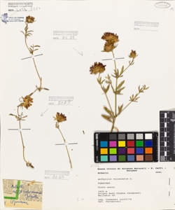 Anthyllis vulneraria L.