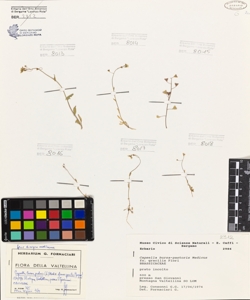 Capsella bursa-pastoris (L.) Medicus