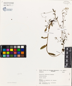 Myosotis nemorosa Besser