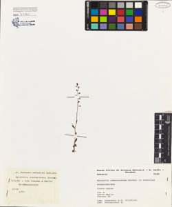 Myosotis ramosissima Rochel in Schultes