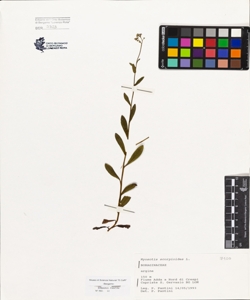 Myosotis scorpioides L.