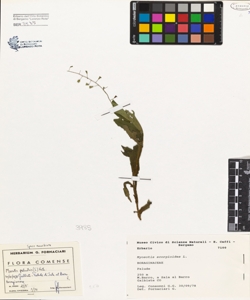 Myosotis scorpioides L.