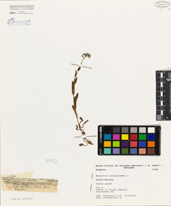 Myosotis scorpioides L.