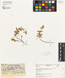 Helianthemum nummularium (L.) Miller subsp. grandiflorum Sch. et Th.