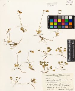 Campanula cochleariifolia Lam.
