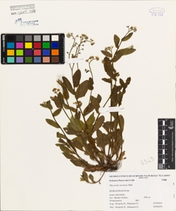 Myosotis arvensis Hill.