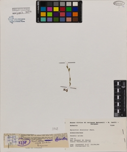 Myosotis discolor Pers.