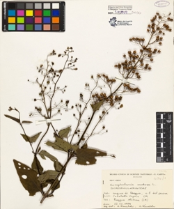 Scrophularia nodosa L.