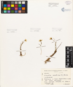 Lloydia serotina (L.) Rchb.