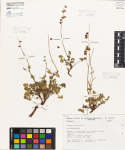 Rumex scutatus L.