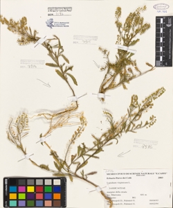 Lepidium virginicum L.