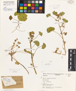 Malva neglecta Wallr.