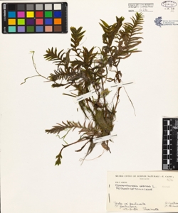 Groenlandia densa (L.) Fourr.