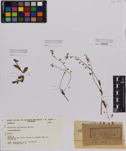 Myosotis sylvatica Hoffm.