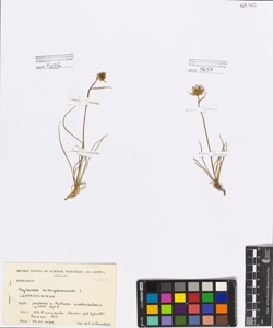 Phyteuma hemisphaericum L.