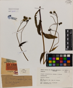 Crepis conyzifolia D.Torre